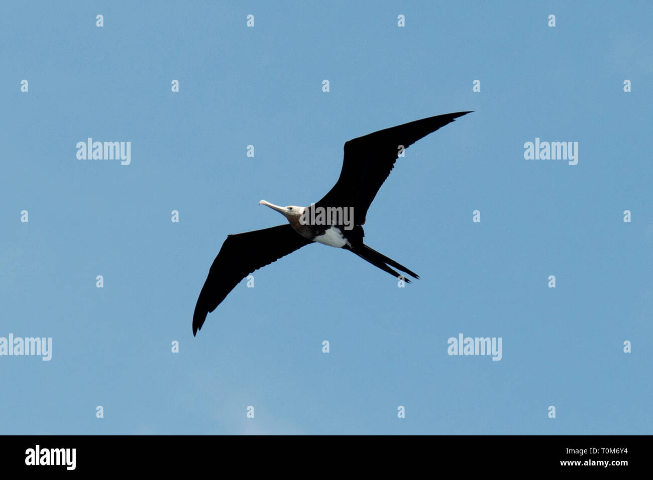 Grande Frigatebird, Fregata Minore, Banda Neira, Molucche, Banda Mare, Indonesia Foto Stock