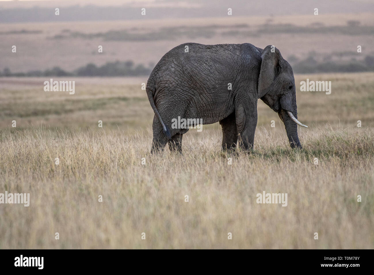 Gli elefanti africani erba di alimentazione nella savana del Masai Mara park Foto Stock