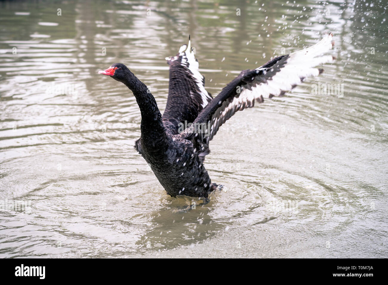 Black Swan ampia aprire le ali per volare. Foto Stock