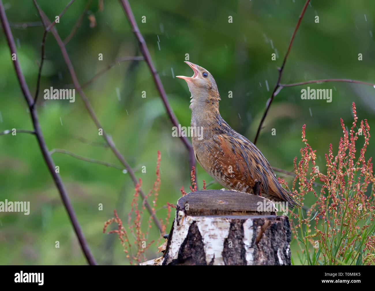 Re di quaglie cantando nei pressi di un moncone in condizioni di tempo piovoso Foto Stock