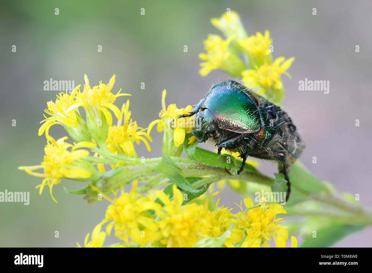 Rose chafer o il verde rose chafer, Cetonia aurata, alimentando in oro, Solidago canadensis Foto Stock