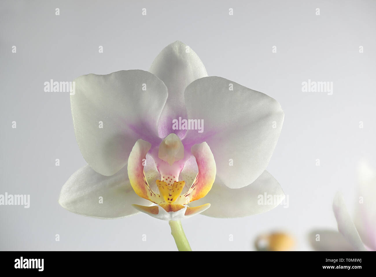 La tignola orchidee su sfondo bianco Foto Stock