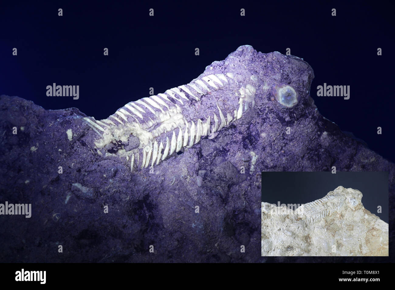 Silurian trilobata da fossili Saarenmaa, Estonia, fotografato a luce ultravioletta (365 nm). Immagine di piccole dimensioni che mostra lo stesso campione in normale luce diurna. Foto Stock
