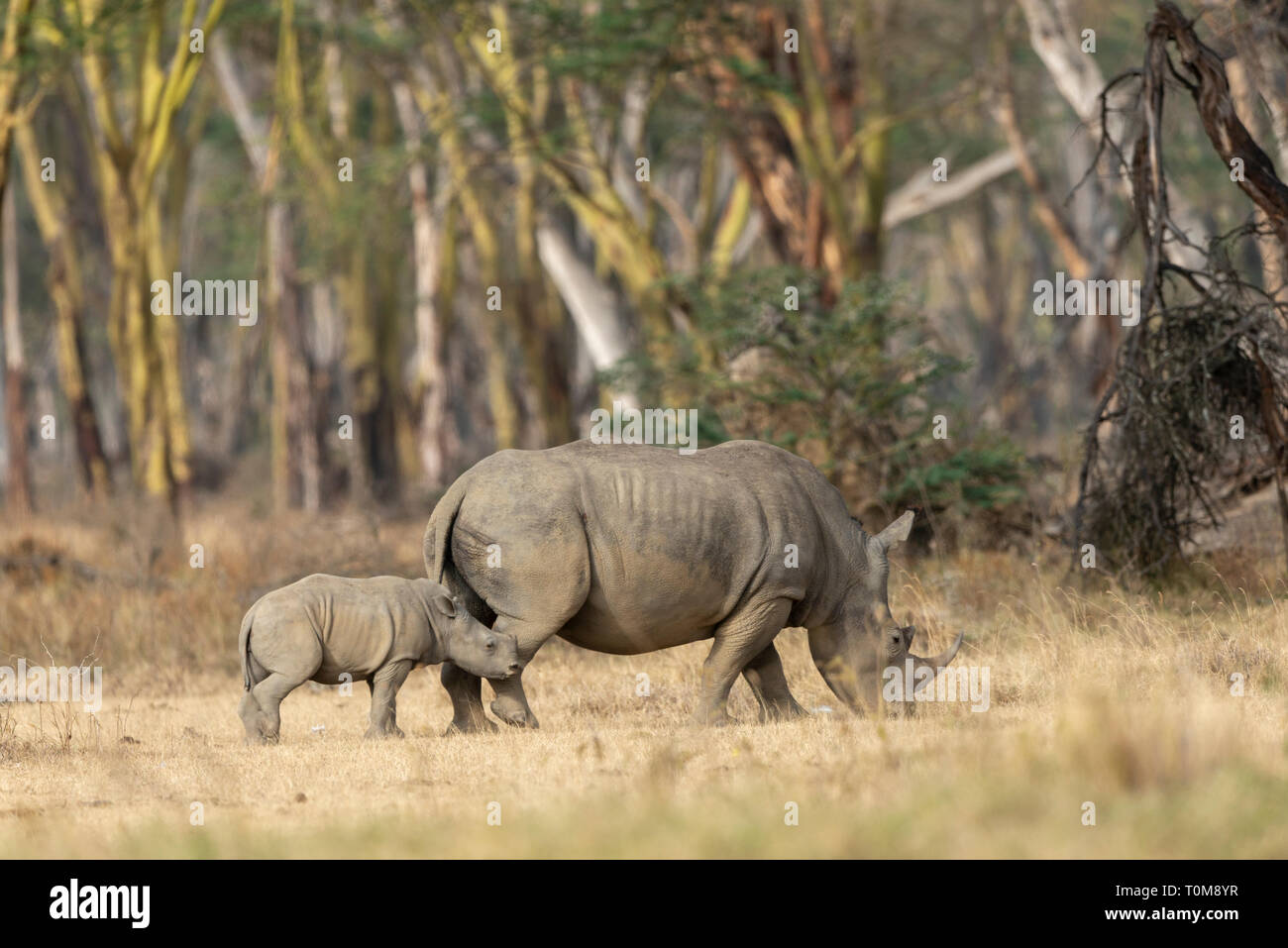 Rinoceronte bianco madre e vitello al Lake Nakuru National Park Foto Stock