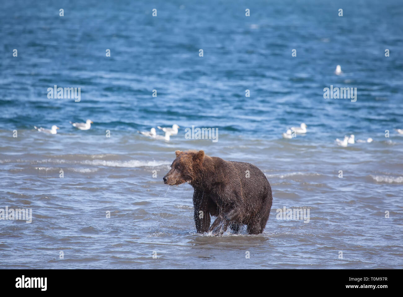 Ritratto di bruno orso selvatico pesca nel Curili lago. Kronotsky riserva naturale. La Kamchatka. La Russia. Foto Stock