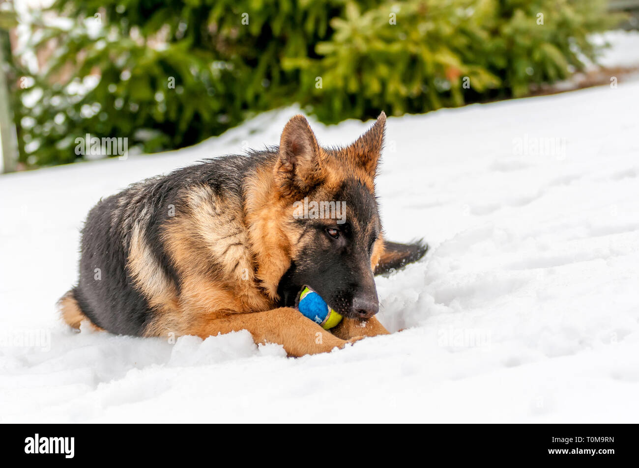 Un bellissimo giocoso pastore tedesco cucciolo di cane giocando con una palla da tennis in inverno nella neve. Foto Stock