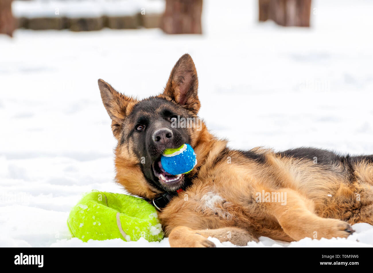Un bellissimo giocoso pastore tedesco cucciolo di cane giocando con una palla da tennis in inverno nella neve. Foto Stock