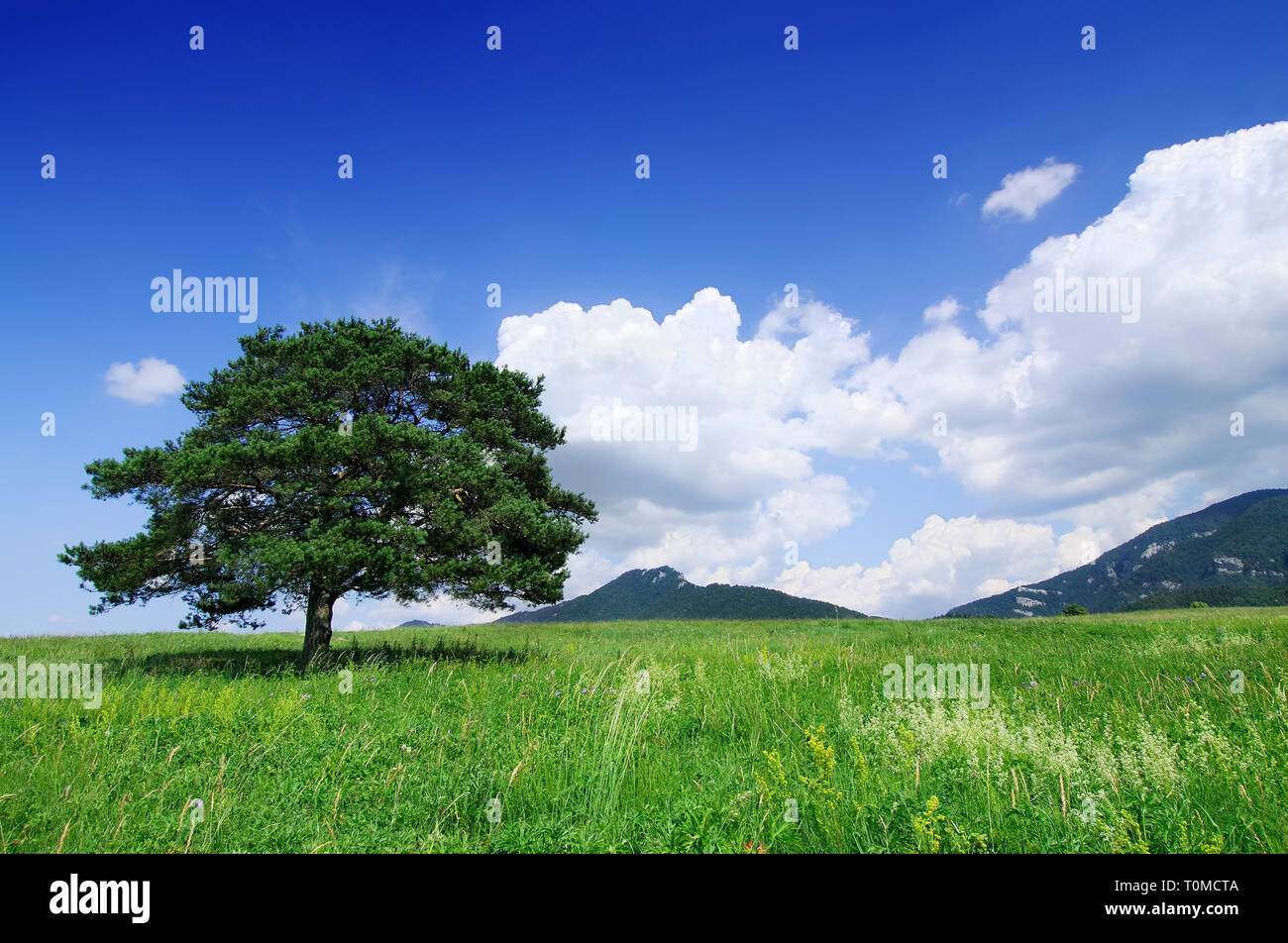 Paesaggio, albero solitario sul campo verde, cielo blu e nuvole bianche in background Foto Stock
