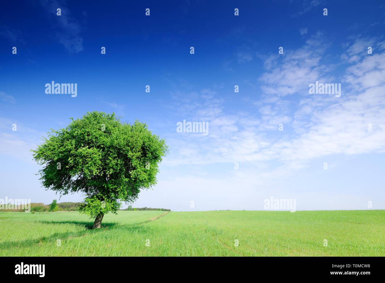Paesaggio, lonely tree tra campi verdi, cielo blu in background Foto Stock