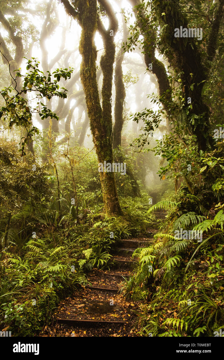 Foresta di Goblin Mount Taranaki Foto Stock