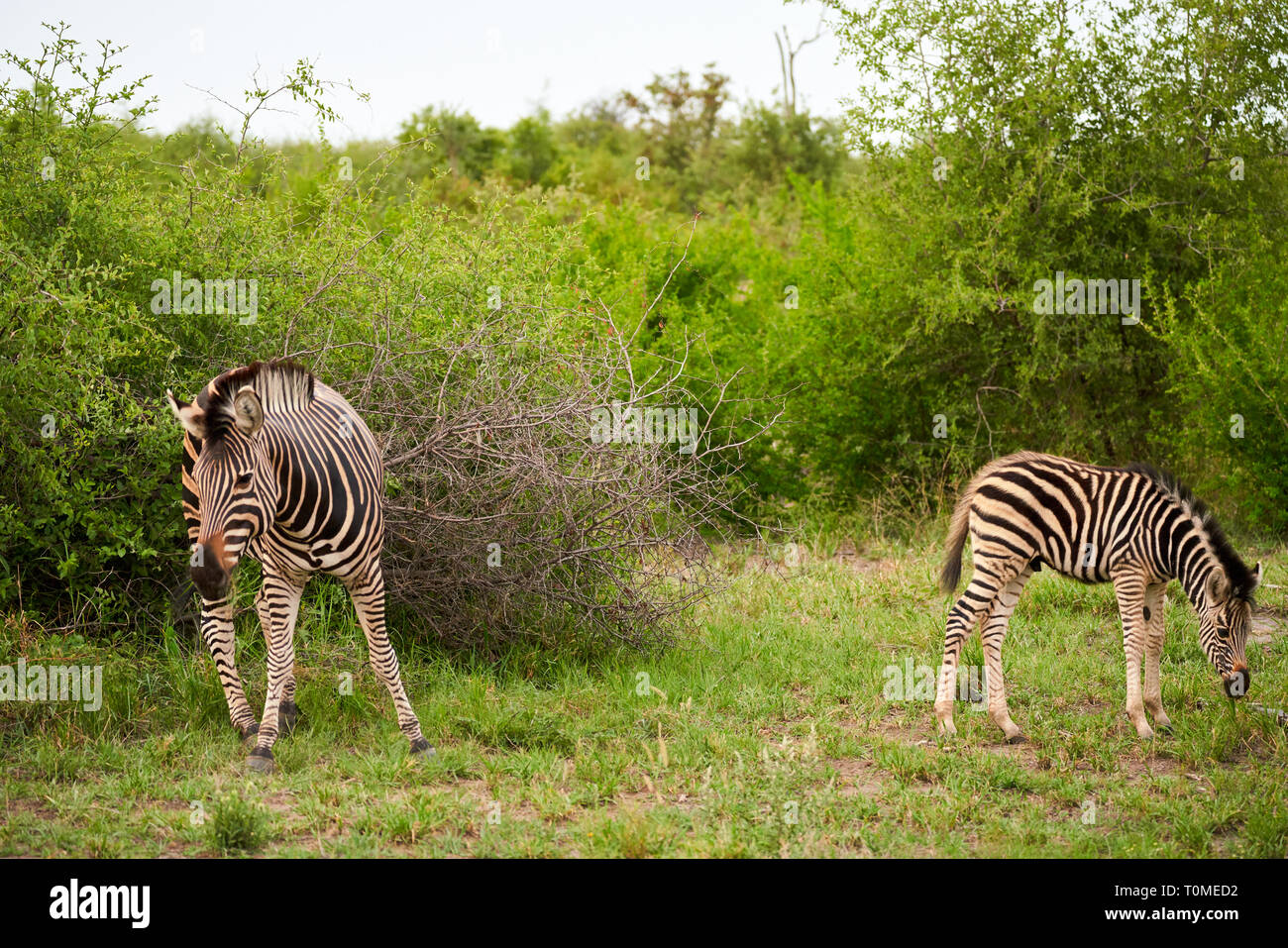 Animali Africani Lion Zebra Gnu Elefante Vitelli Giraffe Uccelli Stelle Tramonto Sunrise Foto Stock Alamy