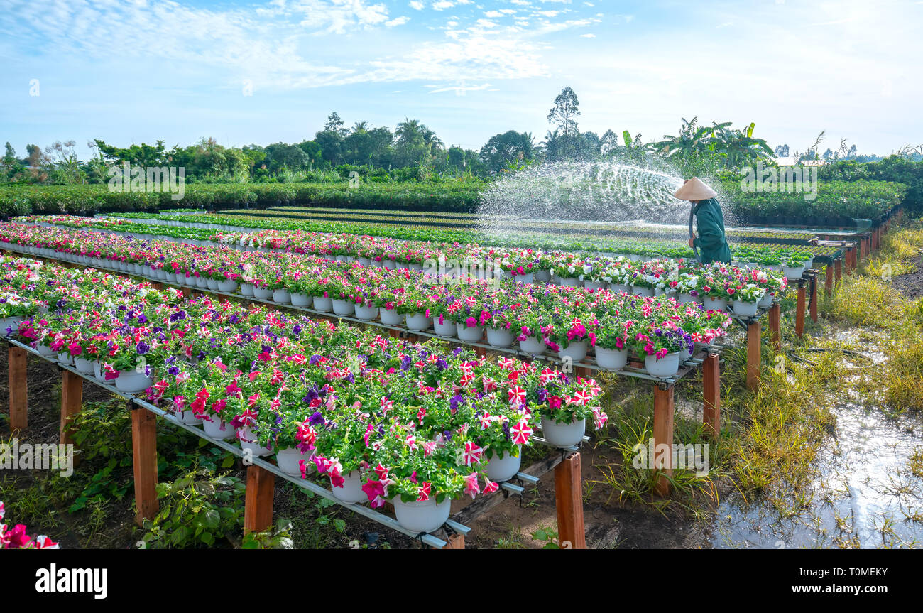 Il giardiniere le acque per il nelle petunie fiori in un giardino in la mattina a Sa Dec, Dong Thap, Vietnam Foto Stock
