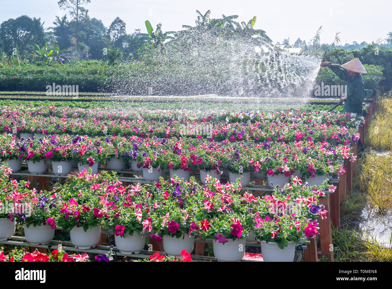 Il giardiniere le acque per il nelle petunie fiori in un giardino in la mattina a Sa Dec, Dong Thap, Vietnam Foto Stock