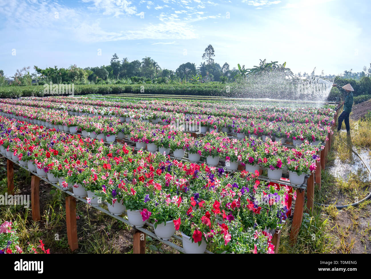 Il giardiniere le acque per il nelle petunie fiori in un giardino in la mattina a Sa Dec, Dong Thap, Vietnam Foto Stock