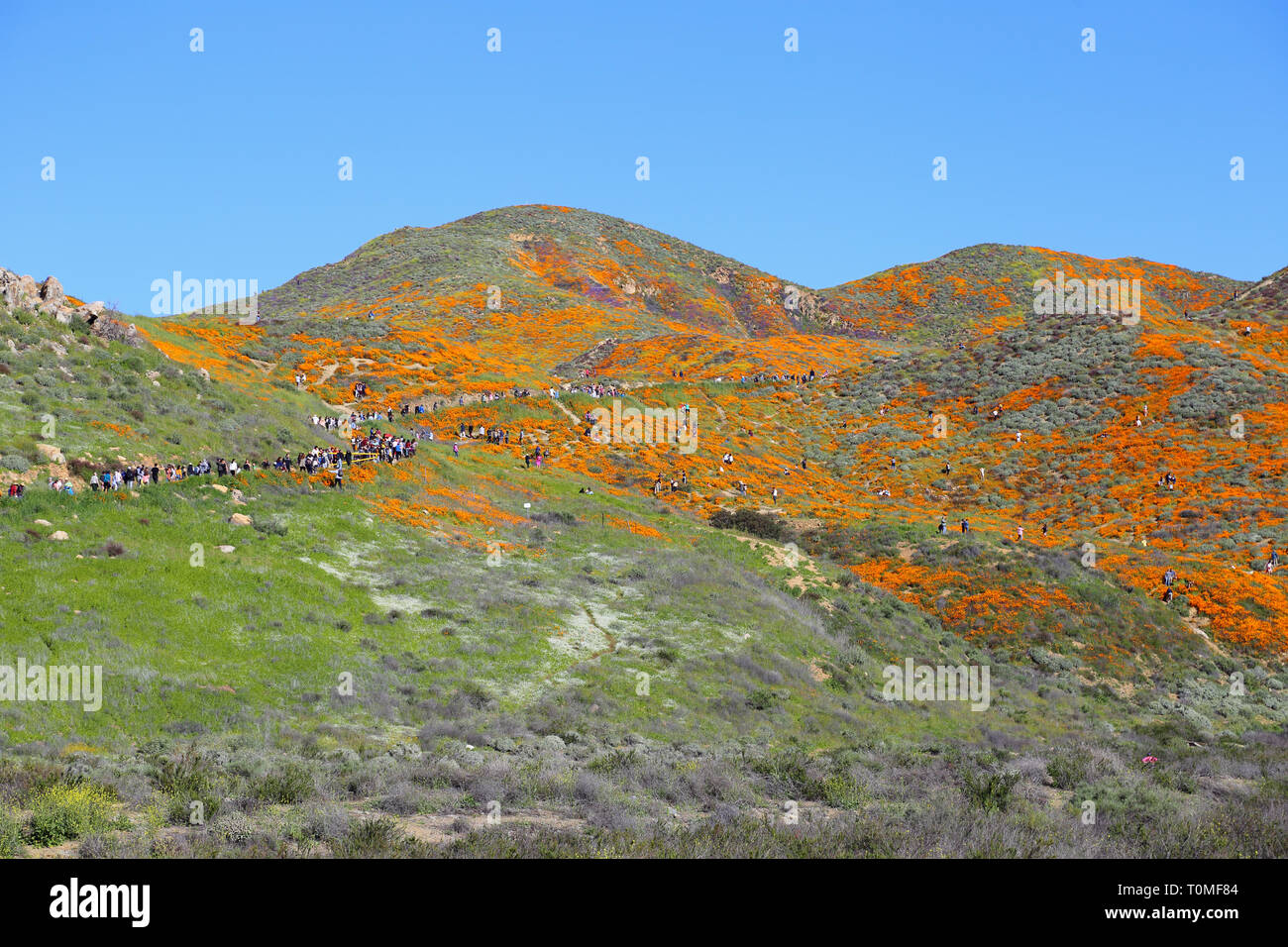 Il lago di Elsinore, CA / STATI UNITI D'America - 16 Marzo 2019: In un ampio angolo di visualizzazione, una grande folla si è mostrato visitando il papavero arancione super millefiori bloom a Walker Canyon. Th Foto Stock