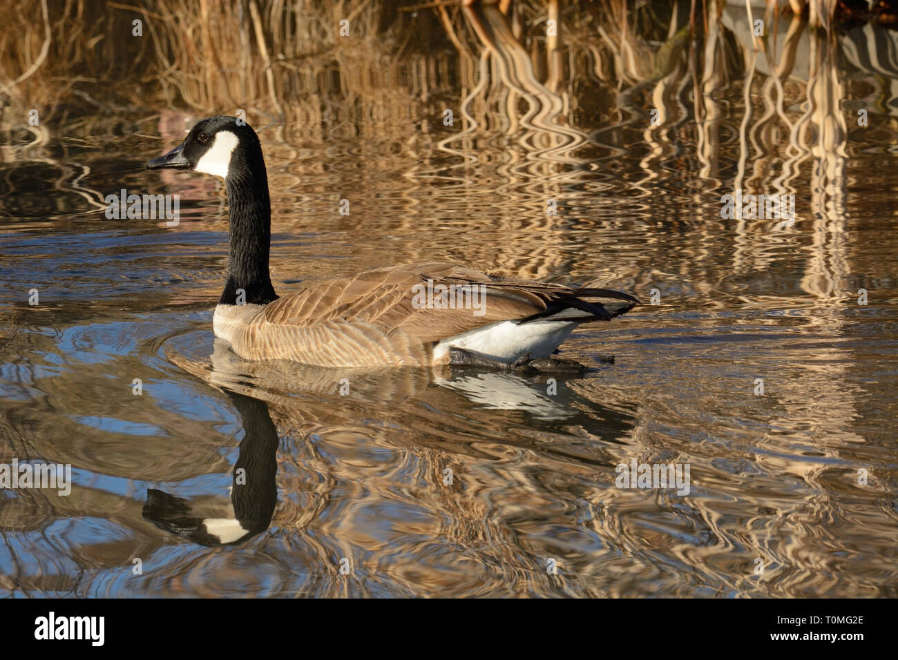 Canada Goose nuotare nel lago con il tardo pomeriggio riflessi dorati di morti secca Erbe invernali Foto Stock