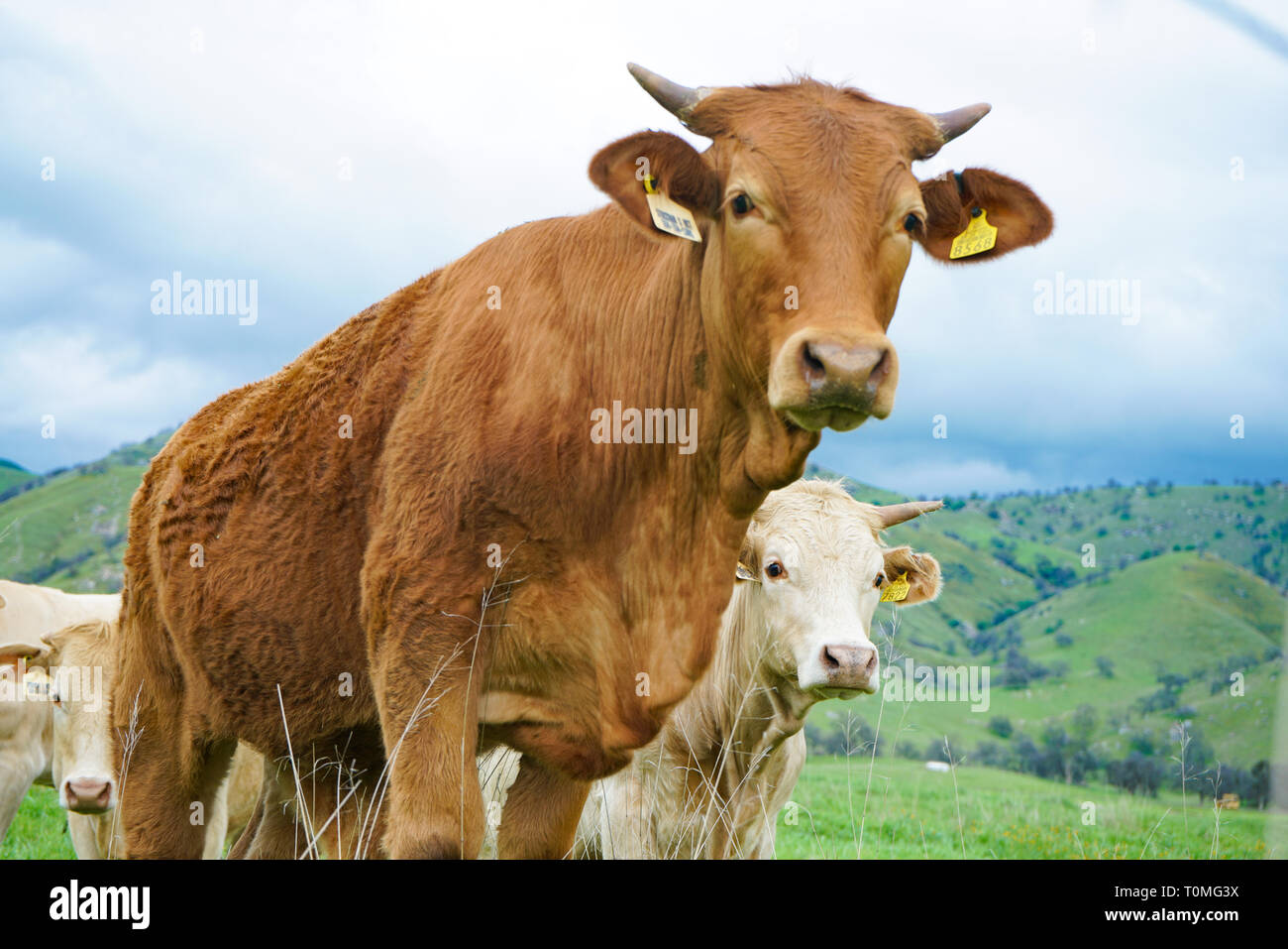 Curioso rosso marrone sterzare con corna ha bovini bianchi in background come essi pascolano sulle colline verdi pascoli Foto Stock