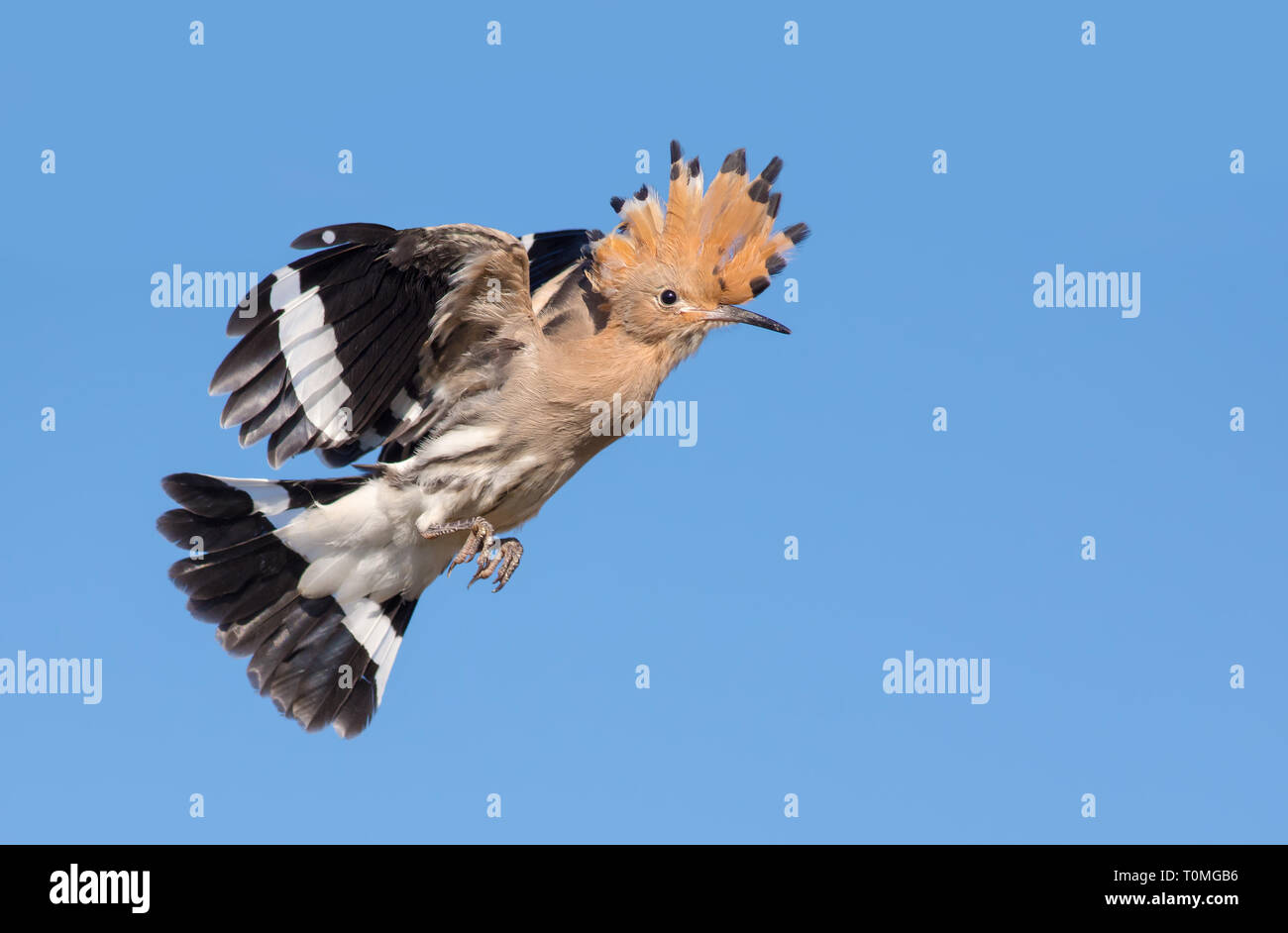 Upupa in volo swift nel cielo blu Foto Stock