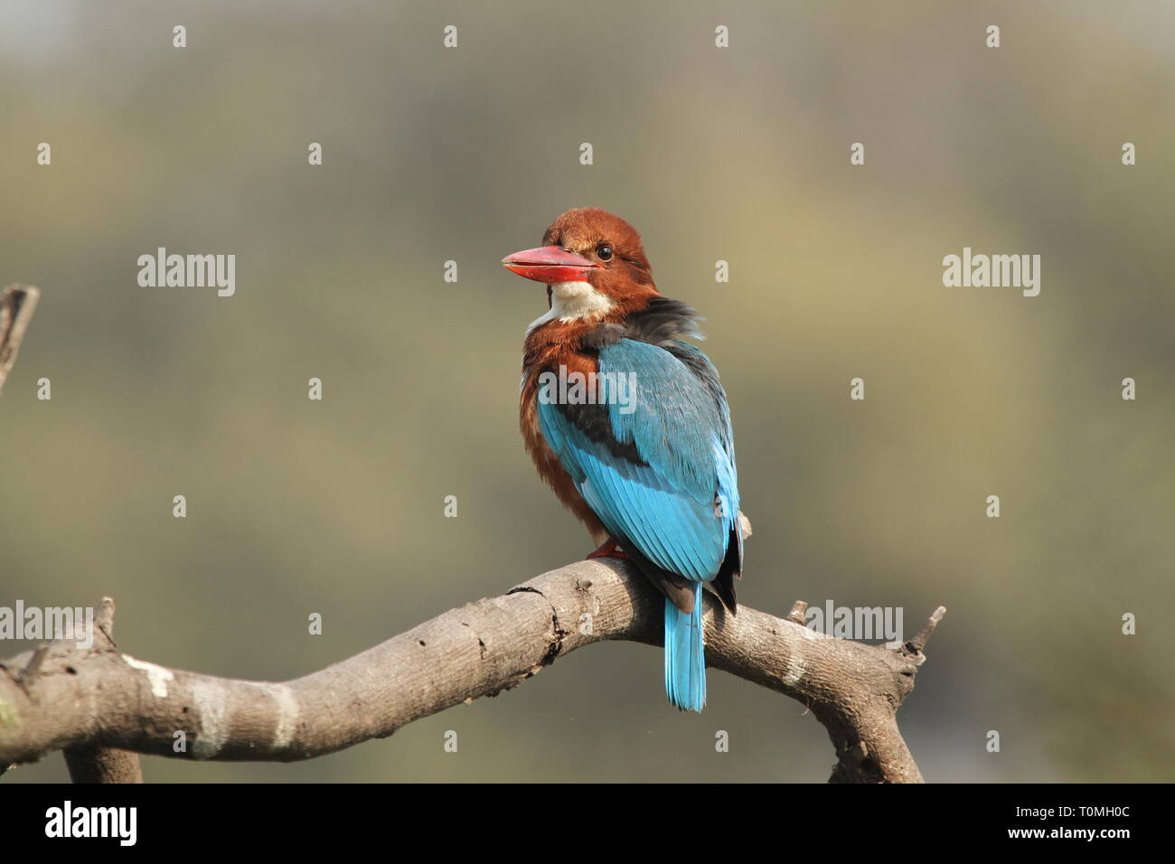 Bianco-throated kingfisher su albero Foto Stock