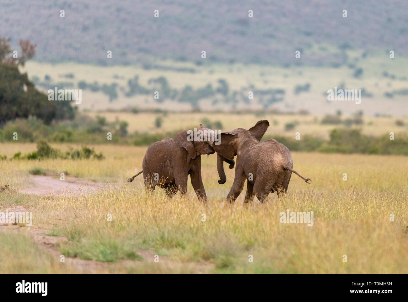 Due giovani elefanti combattimenti a Masai Mara Game Reserve, Kenya, Africa Foto Stock