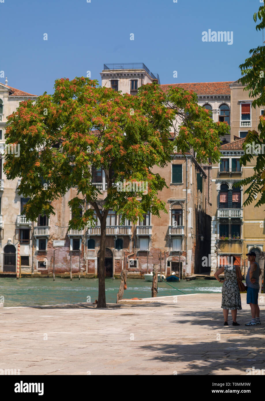 Piazza con un grande albero, regione Veneto, Venezia, Italia Foto Stock