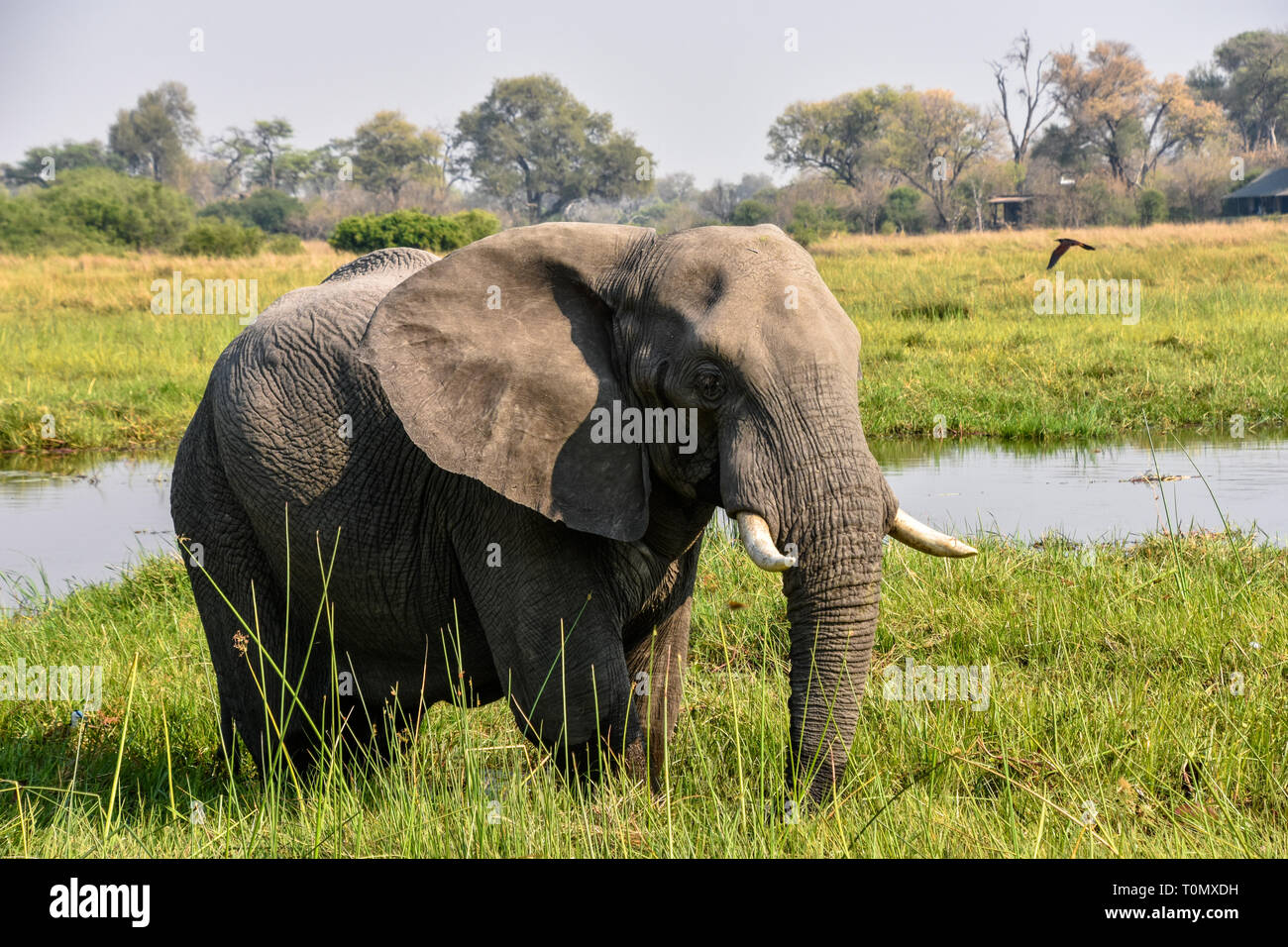 Moremi Game Reserve, il Botswana. Settembre 2017 - Foto Stock