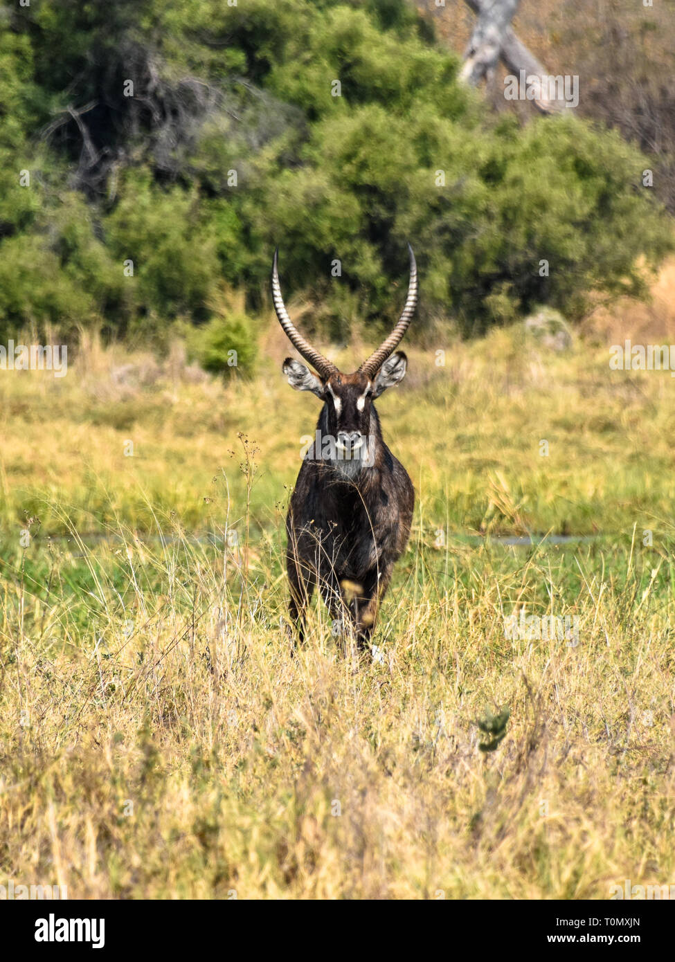 Moremi Game Reserve, il Botswana. Settembre 2017 - Foto Stock