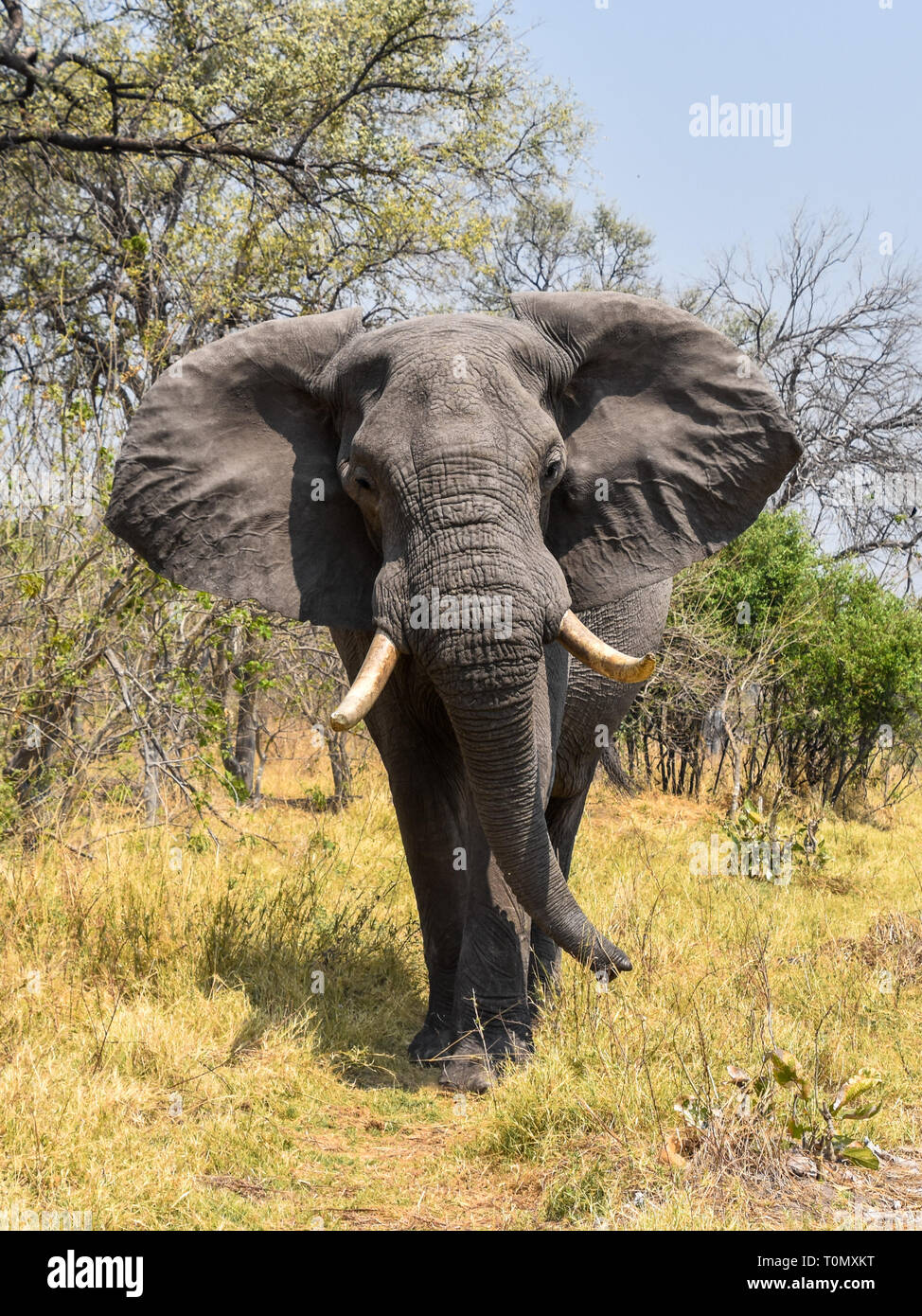 Moremi Game Reserve, il Botswana. Settembre 2017 - Foto Stock