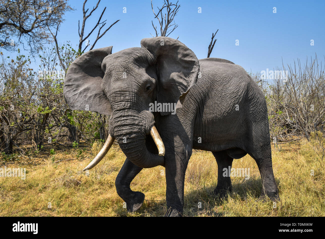 Moremi Game Reserve, il Botswana. Settembre 2017 - Foto Stock