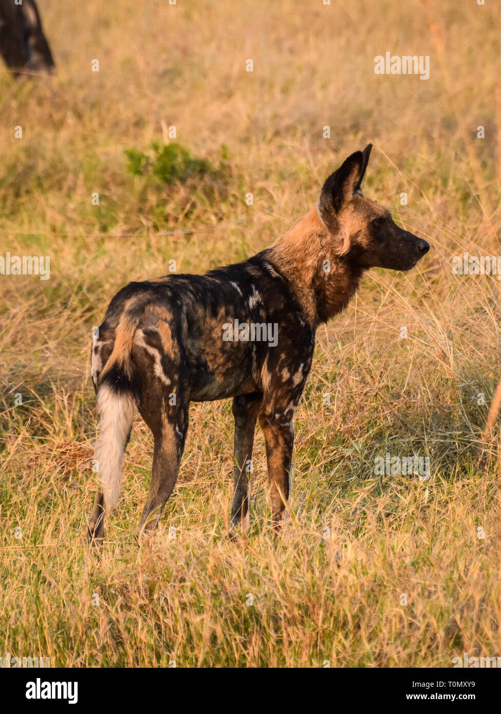 Savuti, Chobe National Park, il Botswana. Settembre 2017 - Lone African Wild Dog e permanente staring off a destra del telaio. Foto Stock