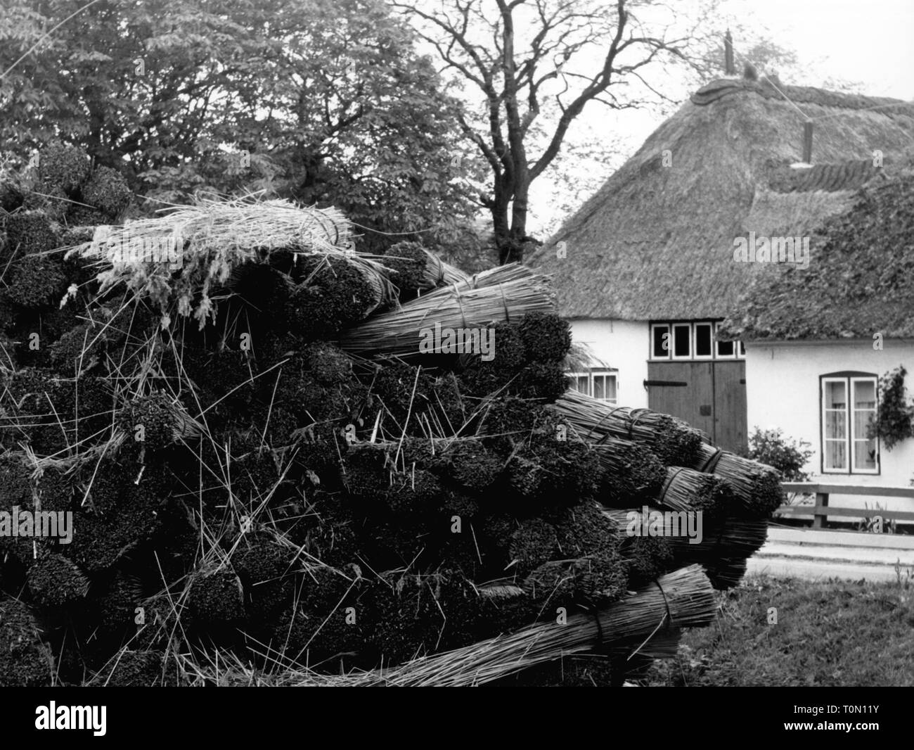 Architettura, lavori di costruzione edilizia, la copertura di un tetto con reed, impilati reed fasci, Keitum, isola di Sylt, sessanta, Additional-Rights-Clearance-Info-Not-Available Foto Stock Architettura, lavori di costruzione edilizia, la copertura di un tetto con reed, impilati reed fasci, Keitum, isola di Sylt, sessanta, Additional-Rights-Clearance-Info-Not-Available Foto Stock