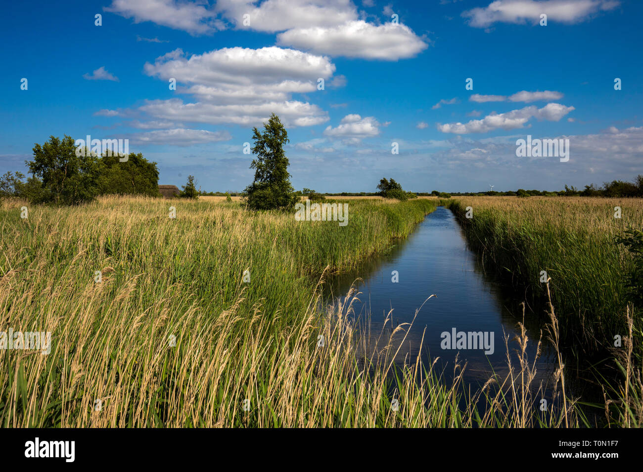 Hickling; Norfolk Wildlife Trust Riserva; Norfolk, Regno Unito Foto Stock
