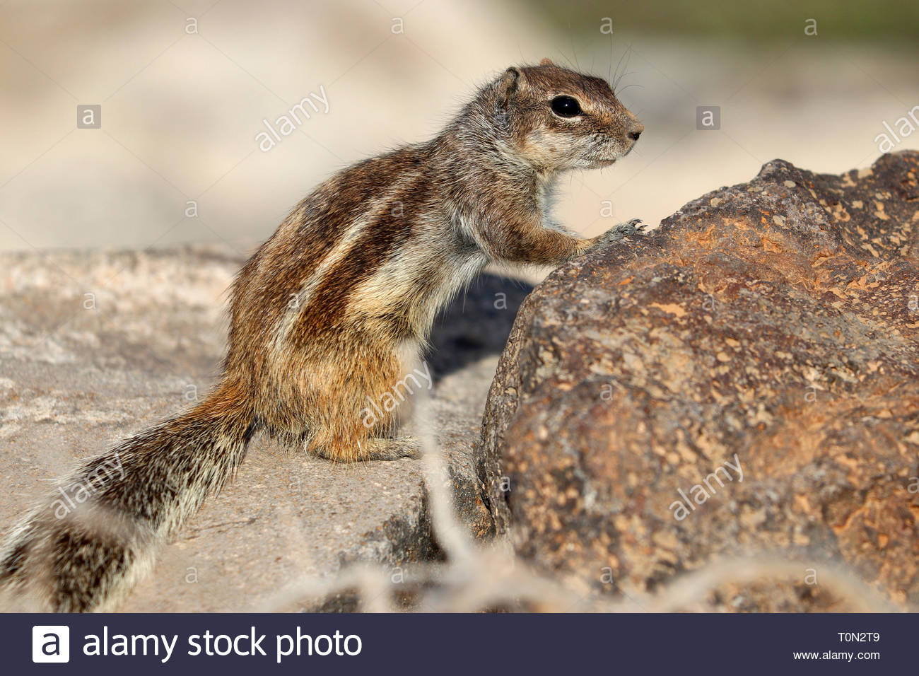 Ein typisches Eichhoernchen (Atlashoernchen, Streifenhoernchen), Fuerteventura, Kanarische isole, Spanien/ Fuerteventura Isole Canarie Spagna (nur Foto Stock