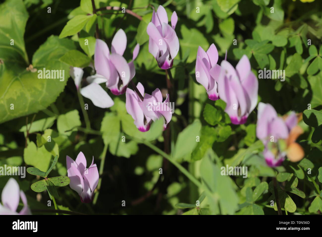 Cyclamen persicum, il persiano ciclamino, è una specie di fioritura piante erbacee perenni di crescita della pianta da un tubero, nativo di pendii rocciosi, shrubla Foto Stock