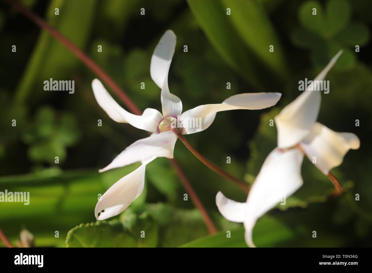 Cyclamen persicum, il persiano ciclamino, è una specie di fioritura piante erbacee perenni di crescita della pianta da un tubero, nativo di pendii rocciosi, shrubla Foto Stock