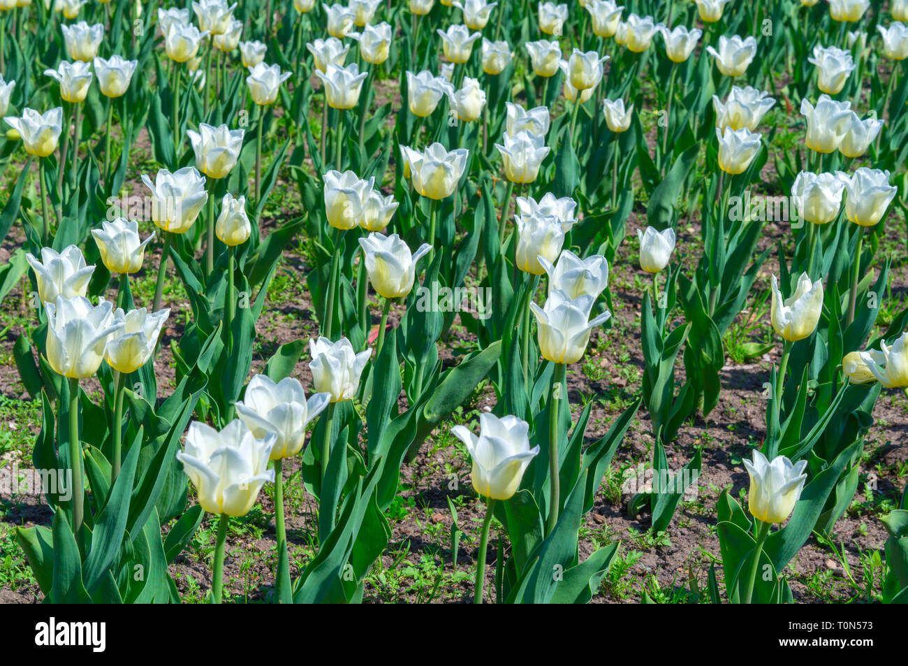 I tulipani in primavera sole in un campo. Mare di tulipani bianco. Focus su quella centrale. Foto Stock