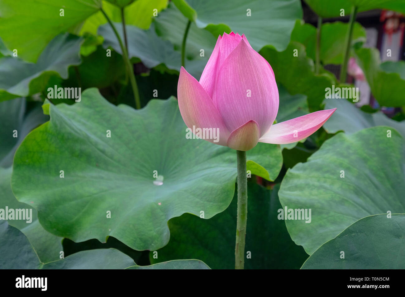 Fioritura rosa sacro fiore di loto (Nelumbo nucifera) fotografati a Zhu Family House, Jianshui antica Città, Provincia di Yunnan in Cina nel mese di settembre Foto Stock