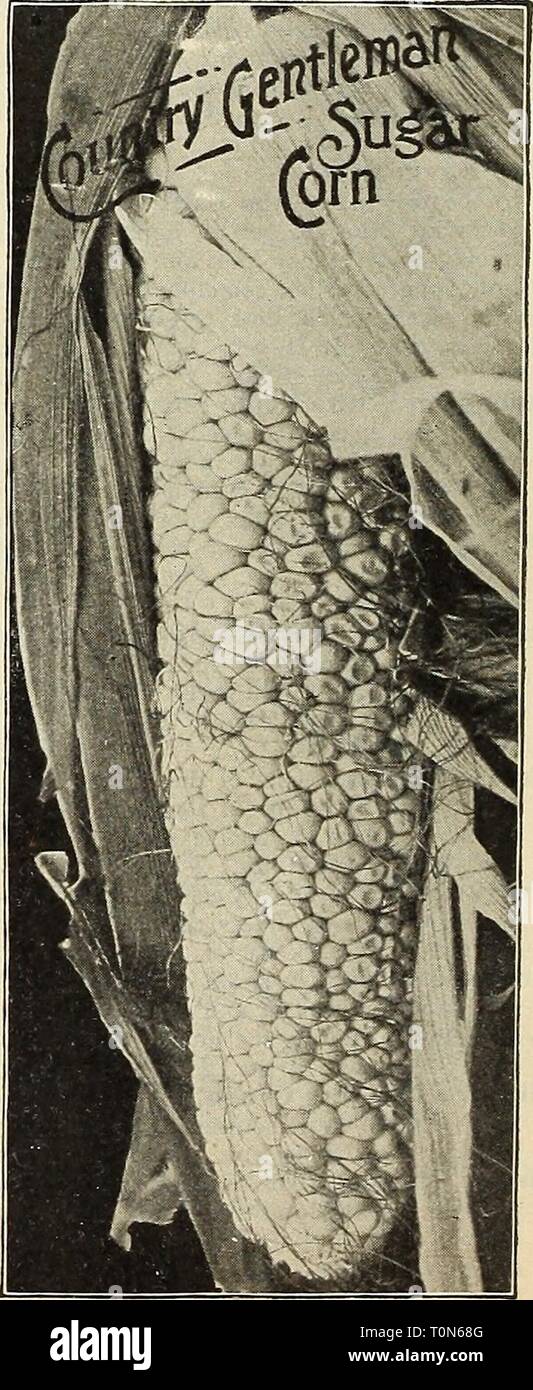 Dreer's garden prenota 1916 (1916) Dreer's garden prenota 1916 dreersgardenbook1916henr Anno: 1916 CULTURA.-sementi delle varietà di dolci tende a decomporsi se piantati in ambienti umidi o in massa a freddo. Ma se abbiamo un inizio periodo caldo in primavera si può pagare per noi prendere alcuni rischi. Spesso le piante, quando una volta fino, uscirà pregiudizio mediante una spia tardiva del gelo. Impianto in suolo caldo, rendendo le righe 3 piedi di distanza per la dwarfer inizio ordina e 4 piedi di distanza per il taller tardi ordina. Colline da 2 a 3 piedi al di là delle righe. Per impianto di successione ogni due settimane fino a luglio loth. Il mais dolce di pacchi postali. I prezzi giv Foto Stock