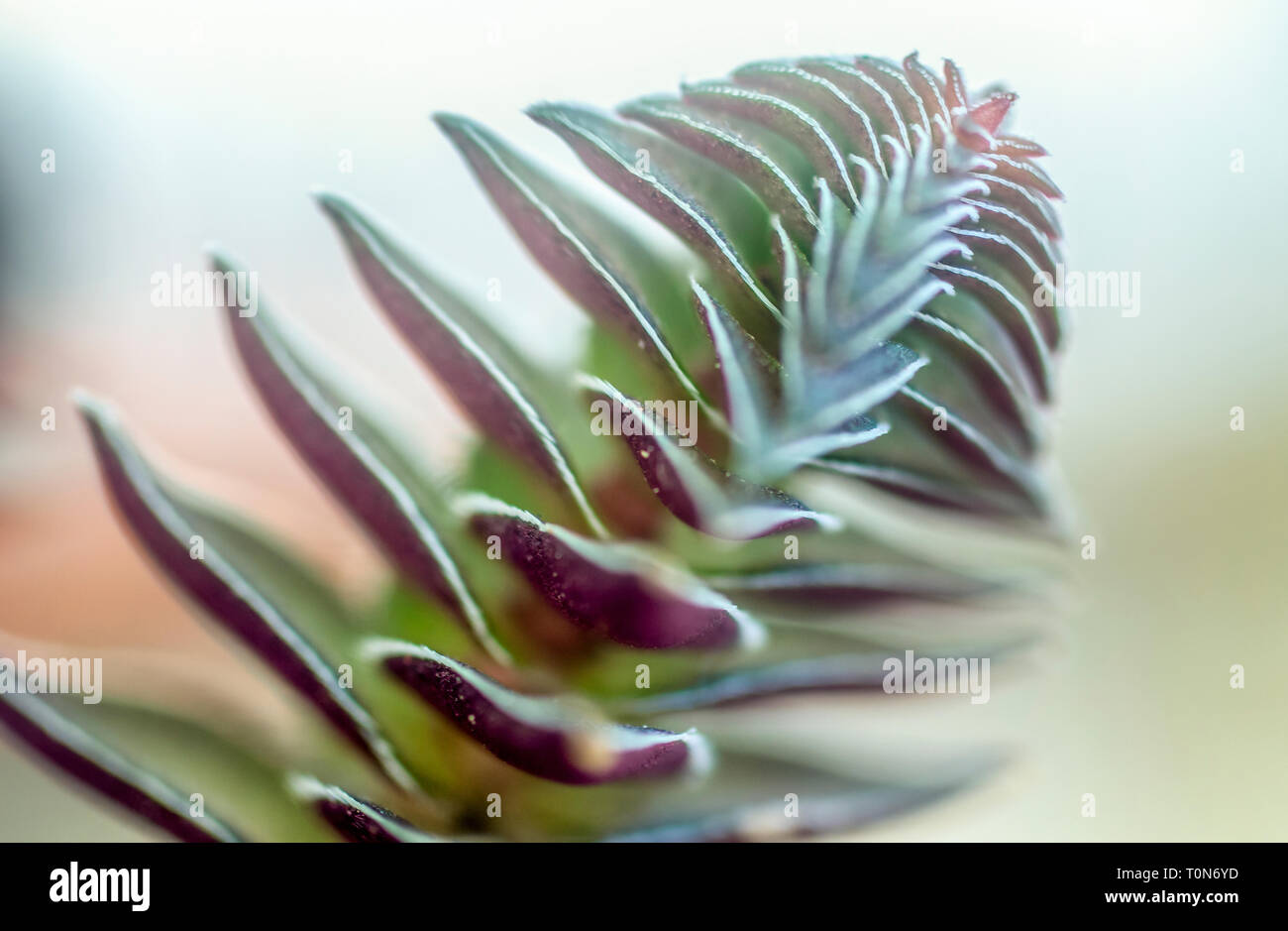 Forma compatta di Crassula columnaris (Buddha tempio) è una pianta perenne piante succulente nativa per l'Africa australe. Vista laterale fotografato in Israele in Ma Foto Stock