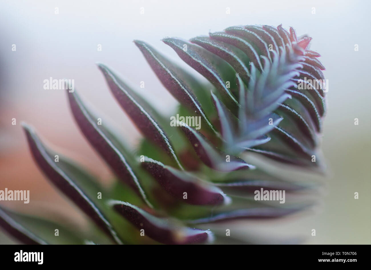 Forma compatta di Crassula columnaris (Buddha tempio) è una pianta perenne piante succulente nativa per l'Africa australe. Vista laterale fotografato in Israele in Ma Foto Stock