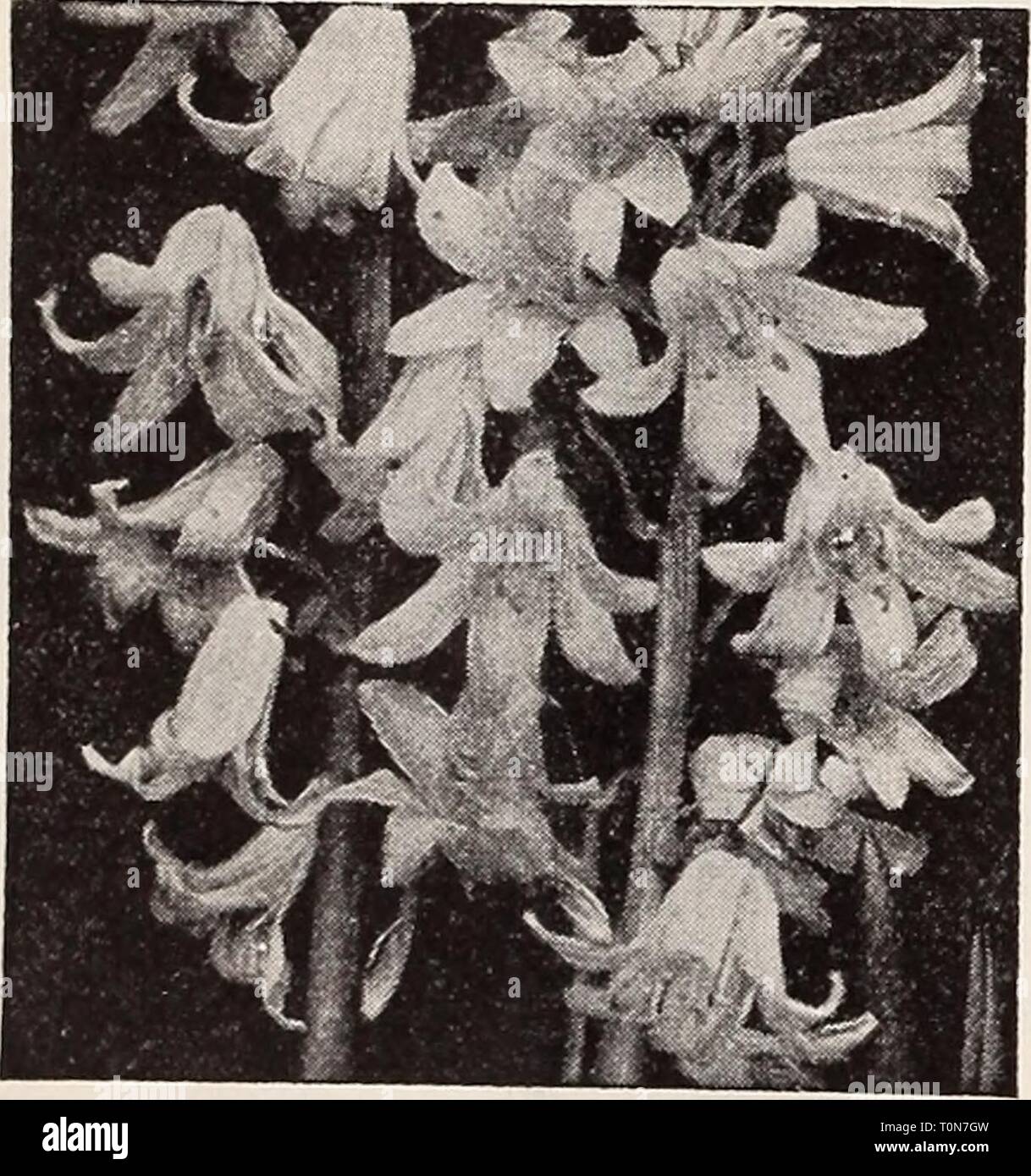 Dreer sementi di qualità piante Dreer bulbi di sementi di qualità piante bulbi dreerqualityseed1939henr Anno: 1939 Muscari armeniacum-Uva Giacinto Scilla campanulata Foto Stock