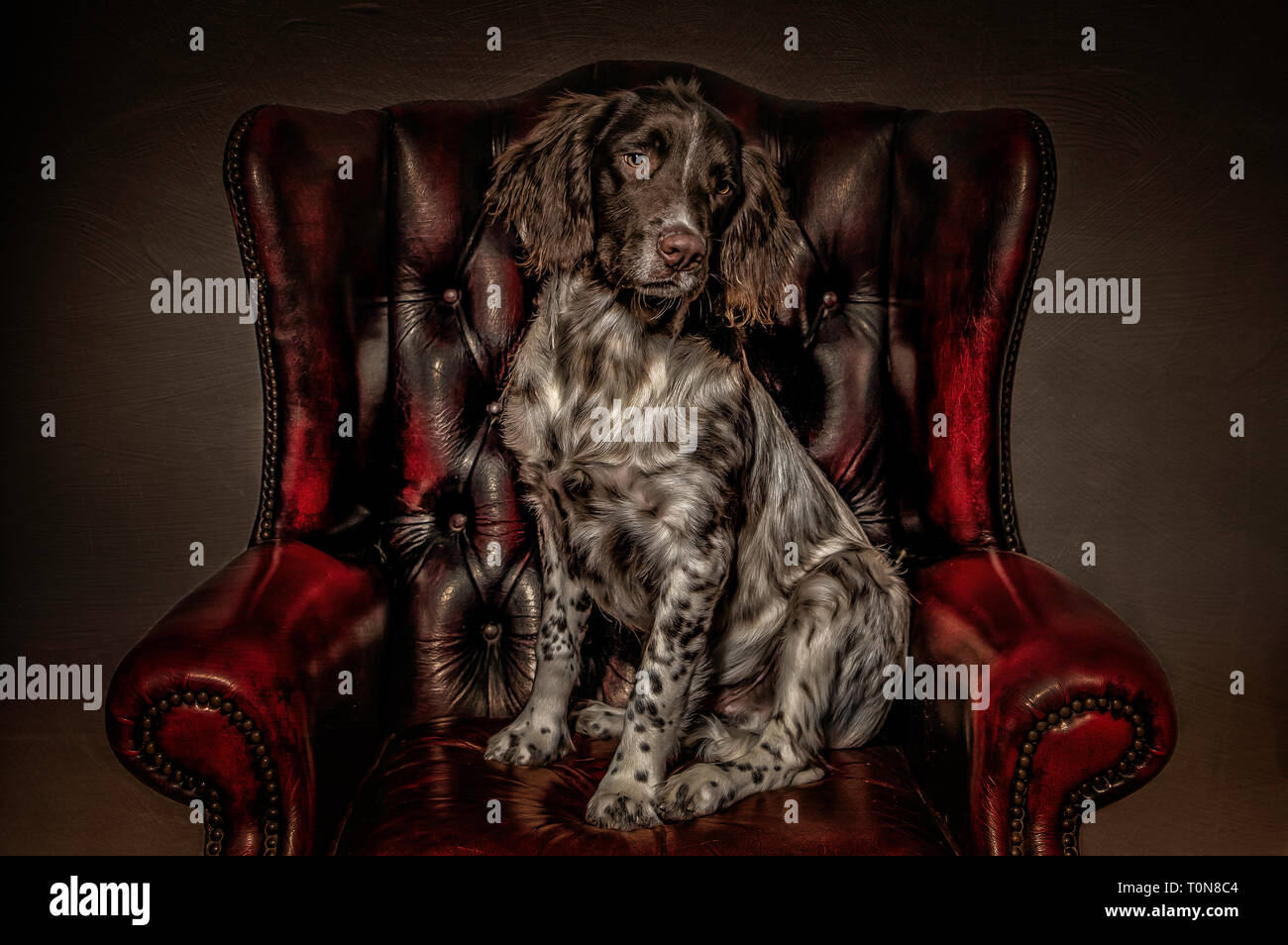 English Springer Spaniel su un Chesterfield Foto Stock
