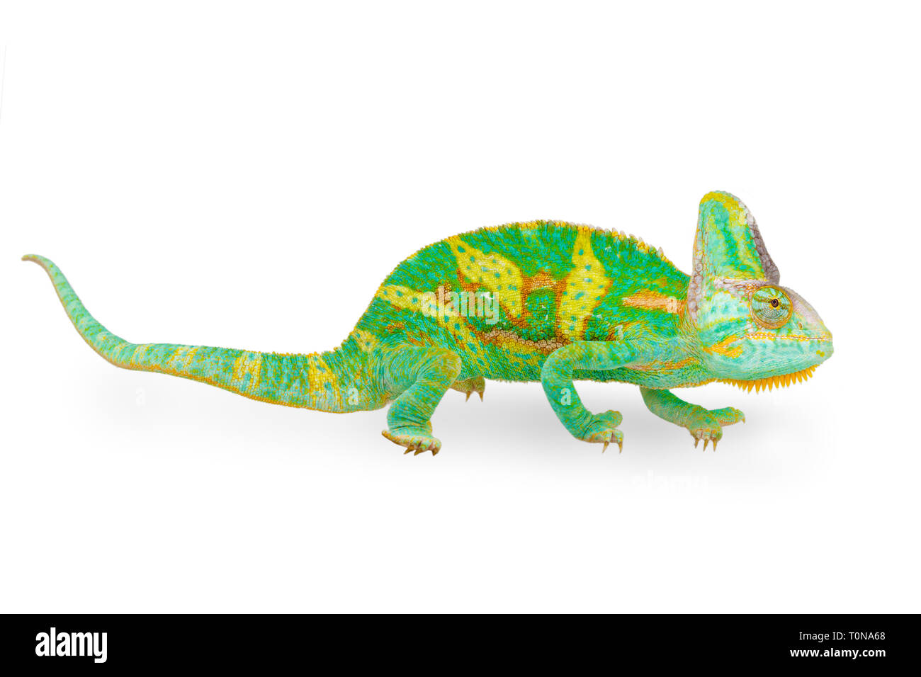 Chiudere la vista di un bel verde colorato chamaeleo calyptratus guardando in avanti. Specie chiamato anche velato, cono-testa o yemen chameleon. Foto Stock