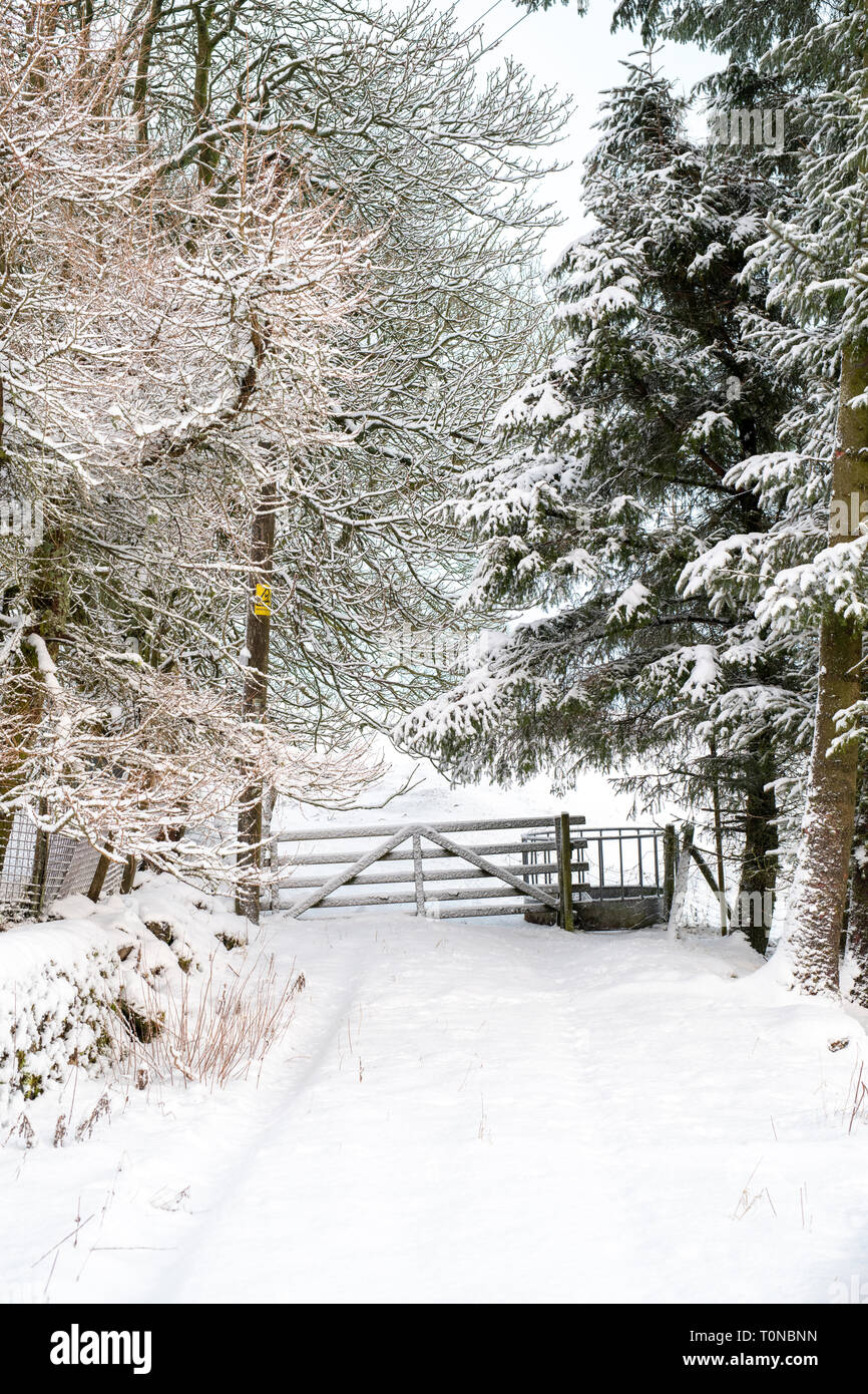 Coperta di neve azienda agricola e il campo nel villaggio di Leadhills nelle prime ore del mattino la neve. Scotlands secondo villaggio più alto. South Lanarkshire, Scozia Foto Stock