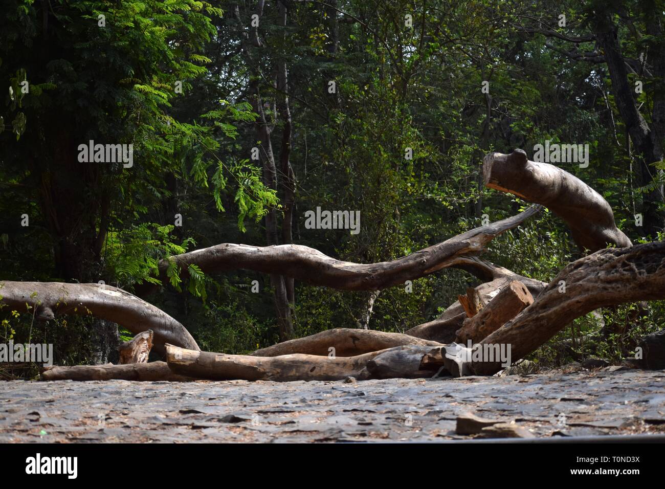 Barriera naturale attraverso la strada forestale Foto Stock