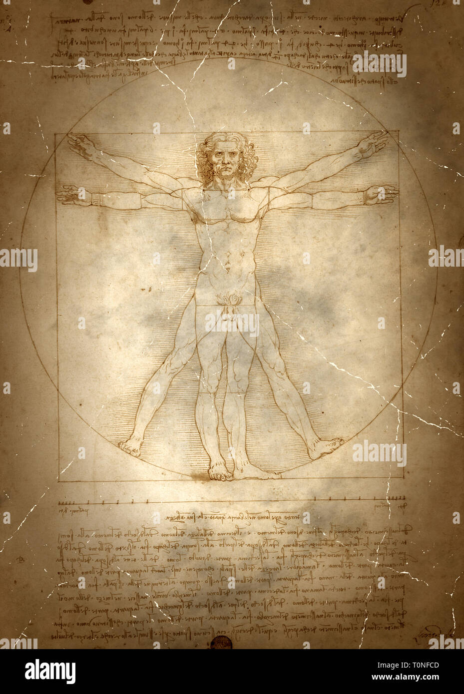 L'uomo vitruviano disegno di Leonardo da Vinci Foto Stock