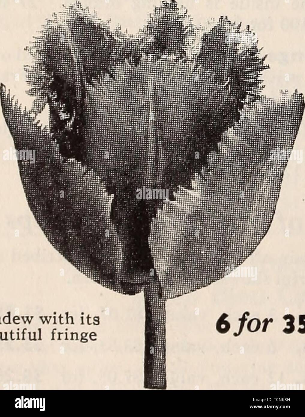 Dreer sementi di qualità piante Dreer bulbi di sementi di qualità piante bulbi dreerqualityseed1939henr Anno: 1939 6/o 40c fantasia-la sensazionale Parrot TuUp Sundew con la sua bella fringe 6 per 35e Dreer Single primi tulipani M Drear's top-size lampadine dell unico primi tulipani darà un display che non può essere superato per bellezza. Questo tipo di Tulip è un grande favorito che porta al giardino un medley di colori alcune settimane prima di quanto può essere avuto da qualsiasi impianto di altri tipi. Diverse dozzine di bulbi piantati in gruppi o sparse qua e là tra le piante perenni darà uno splendido display. 40- Foto Stock