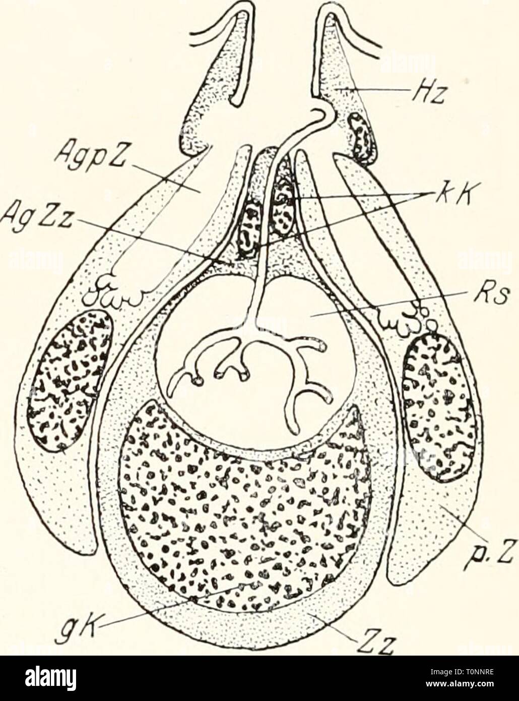 Dr H G Bronn's Klassen Foto Stock