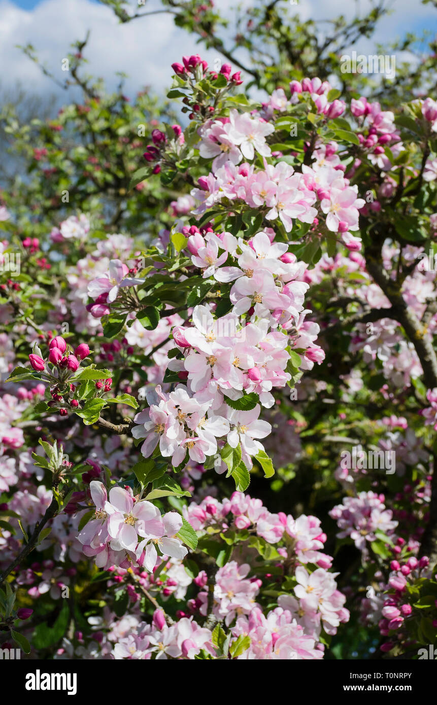 Fiore di primavera su Malus domestica il tramonto in un giardino inglese nel Maggio Foto Stock