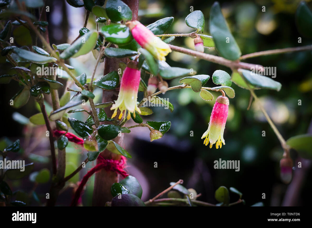 Correa Marions meraviglia in fiore durante i mesi invernali in un giardino inglese nel Regno Unito Foto Stock